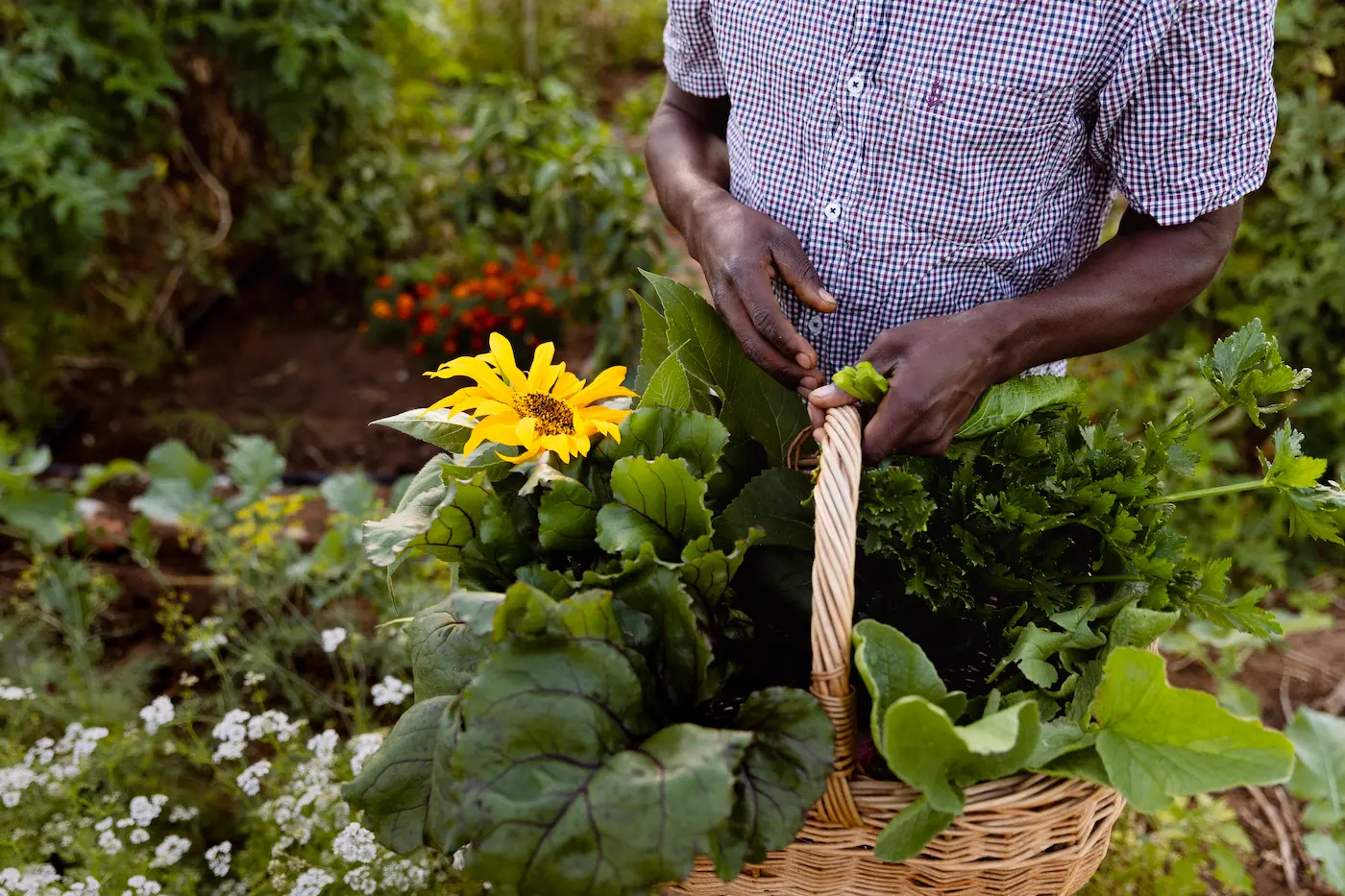 Garden harvest basket with sunflower, leafy greens and herbs at Bliss and Stars, Cederberg