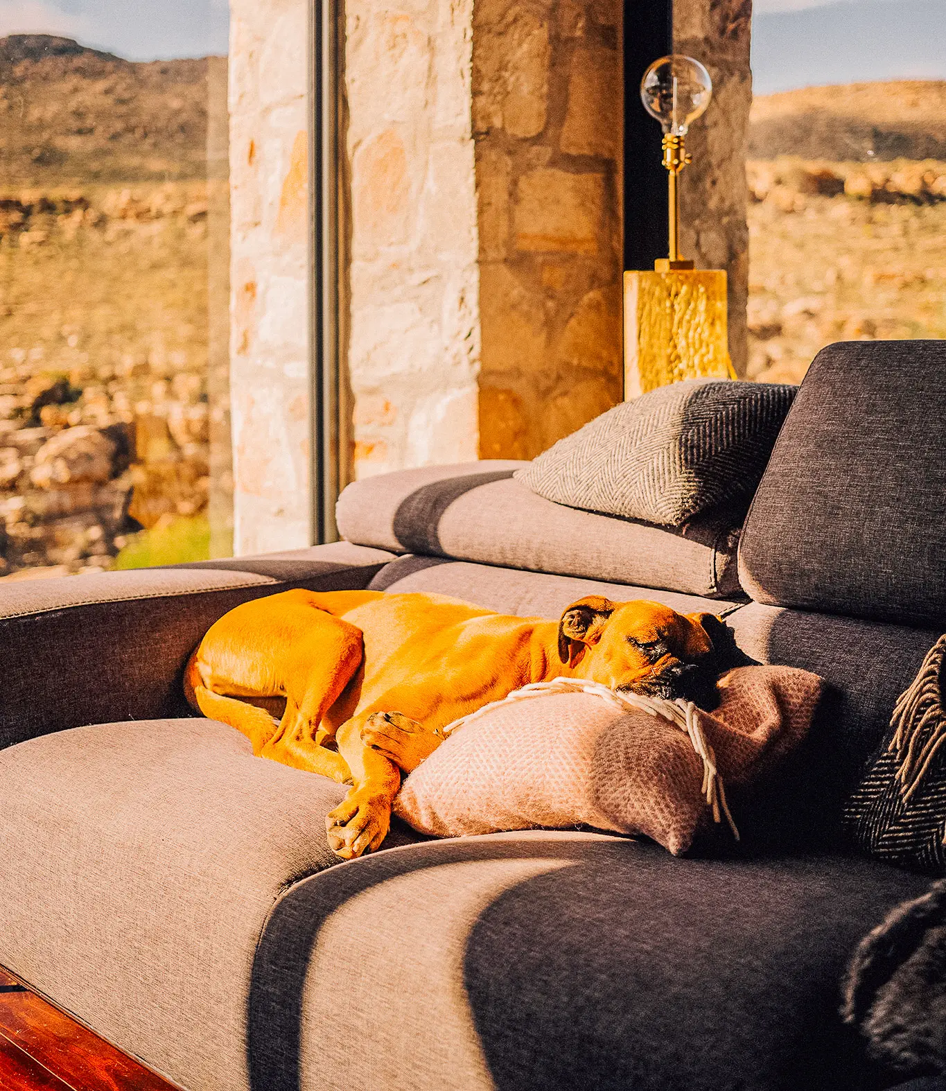 dog relaxing at the retreat at bliss and stars in south africa